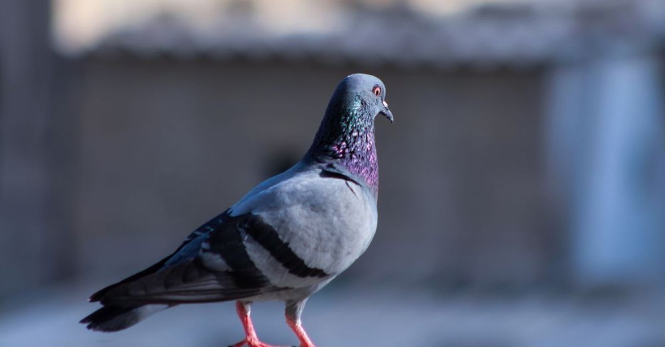 Blog-fr-pigeons-anecdote.jpg